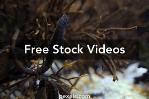 Seahorse Videos, Download The BEST Free 4k Stock Video Footage & Seahorse HD Video Clips
