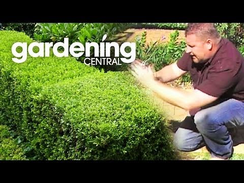 how to plant a hedge garden + hedging information