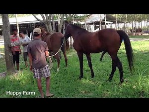 Good morning, Horse mating 2024🐎Happy Farm Part 17