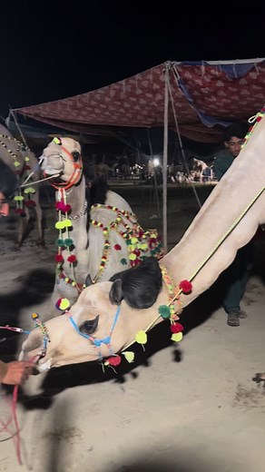 Camel Cutting Techniques for Qurbani 2023