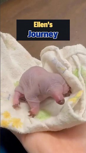 From Roadside Survivor to Beloved Pet