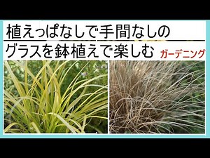 Enjoy 10 varieties of grass in pots without the hassle of leaving them planted.