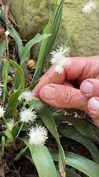 Carex fraseriana (Cymophyllus fraserianus) an evergreen native sedge for a woodland garden