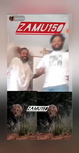 Lion and Human Connection: Majestic Moments Captured