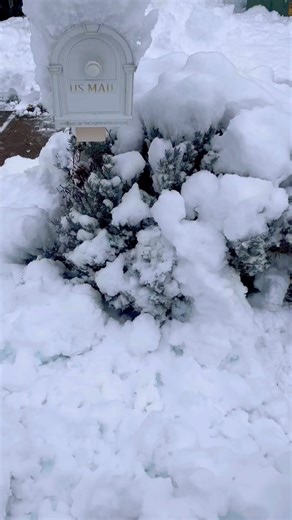 Lavender Covered with the Snow ❄️