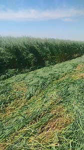 Corte de avena en Manuel Doblado Guanajuato #agriculture | Agricultor Mexicano