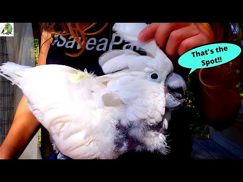 HOW TO HELP YOUR PARROT WITH PIN FEATHERS! (So Satisfying to Watch)