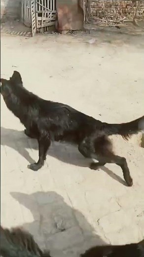 German Shepherd dogs breeds