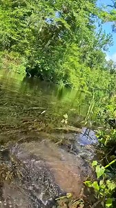 A Snapping Turtle Is Lurking Beneath the Springs!” #underwater #florida #springs #snappingturtle | Toledano Alma