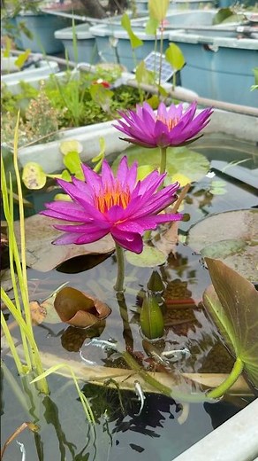 6/2エメキン&ディテクティブ・エリカ #ビオトープ #flowers #めだか #lotus #ガーデニング #メダカ #アクアリウム #植物 #garden #aquarium