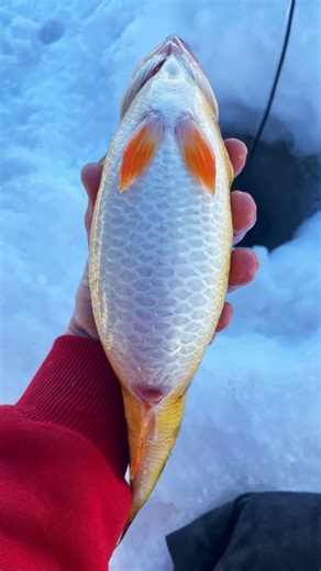 JUMBO PERCH #icefishing #devilslake