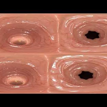 Recorrido por el Sistema Digestivo 3D - 360