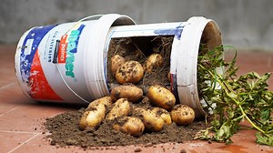 320K views · 6.4K reactions | Grow Potatoes In Plastic Containers, Watch Here: https://youtu.be/8phagMuDILY | Diy Garden World | Facebook