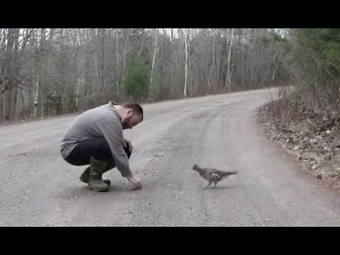 How to call a grouse part 3