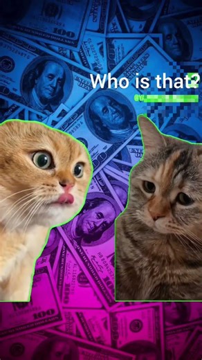 Humorous conversation between two cats.#comedy.#Cat.