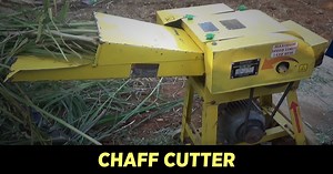 KisanKraft chaff cutter used for cutting fodder like straw or hay into small pieces for mixing together with forage. To know more about this machine, please visit:https://bit.ly/39GMDgw #chaffcutter #DairyFarming #KisanKraft #Agriculture #FarmMachinery | KisanKraft