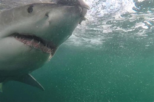 Deadly unprovoked shark attacks rise 125% globally in 2025, frightening study shows