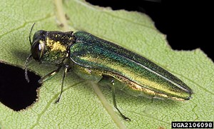 Is it an ash borer? How to tell these green bugs apart from their lookalikes