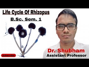 Life Cycle Of Rhizopus