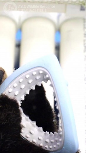 💙Look at those chompers!💙We know sea otters are *irresistibly * cute, but take a second look at those powerful chompers on this pup and remember to give them a respectable distance when you see them in the wild! Sea otters have powerful teeth that are designed to break through and eat hard-shelled animals.Help us help sea otters! This week, every donation $25 and over for wildlife response will receive a limited-edition wildlife response sticker! Help us continue the important wildlife respons