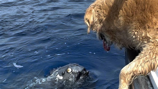 Watch whales and dog become best friends in unlikely encounters