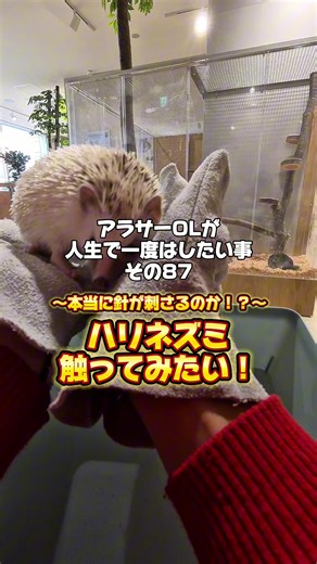 今回のやりたいことは✍ハリネズを触ってみたい！ 【Bounceの使い方】 ①アプリをインストール ②好きな手荷物預かり所を予約(予約なしでもOK) ③アプリ内で決済 ④予約した時間に行くだけ！ コインロッカーみたいに、行ってみたらいっぱい！って事がないから、これでコインロッカー難民卒業できるザマス🥹 今回は原宿駅で使ったけど、原宿のコインロッカーいっぱいだったから大正解！ 🕊嬉しいポイント ・預けている間に荷物が壊れたり紛失したら100万円まで保証あり ・クチコミを見て預ける場所を決められる ・都内だけじゃなく、空港や世界中の都市に拠点あり ・海外旅行でも使える！ 【お得なクーポン】 クーポンコード：ZAMASU10 で10％OFF✨ 📍行った動物カフェはここ↓ 東京都 Moff animal cafe CUTE CUBE 原宿店 〒150-0001 東京都渋谷区神宮前1-7-1 CUTE CUBE HARAJUKU 3F 他の店舗情報↓ Mchatgpt://generic-entity?number=1 off animal cafe LaLaport Tachikawa T