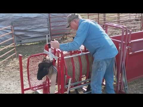 Ketcham's Sheep Equipment - Sheep & Goat Tilt Table Product Demo