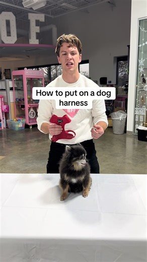 How to Properly Put on a Dog Harness