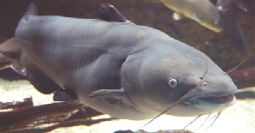 Maryland is one step closer to creating a blue catfish pet food market