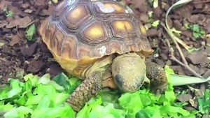 Currently the Georgia Sea Turtle Center is caring for eighteen gopher tortoise hatchlings from the wild. Gopher tortoise shells are covered in scutes that are made of keratin, like our fingernails, and should be a hard protective material but for an unknown cause all of these hatchlings are exhibiting soft, pliable shells. To help harden their shells we provide them with proper lighting, routine calcium injections, soak them in warm water baths, and add cuttlebone, a natural calcium supplement, 
