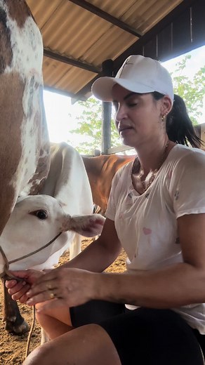 Hand Milking Cows: A Farm Experience