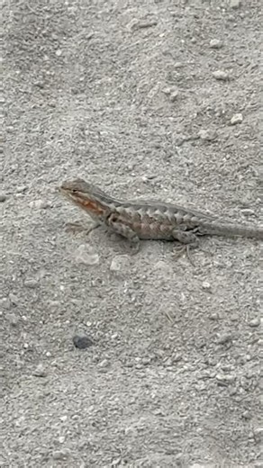 A couple Northern Sagebrush Lizards! #lizards #california