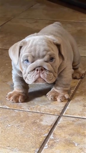 Chciałbyś mieć takiego kanapowego twardziela u siebie w domu?#buldogangielski #doglove #dog #dogs