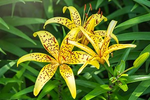 When Do Lilies Bloom? What You Need to Know