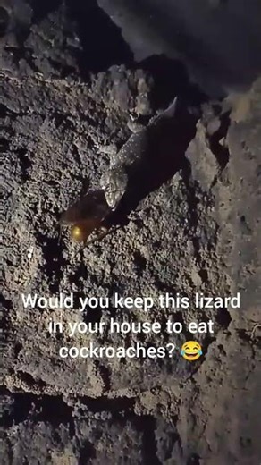 “Nature in Action! Lizard vs Cockroach”