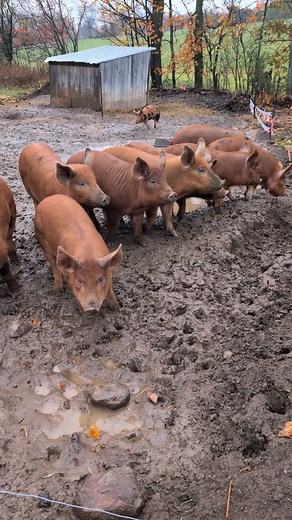 The pig pens are officially messy #organicpork #pigs #ontariofarming #realfood | Aird Family Farm