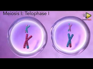 The process of meiosis explained in just 3minutes thundereduc grade 12 life sciences made simple