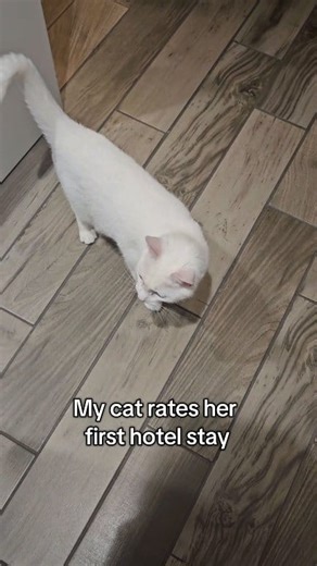 2.1K views · 31 reactions | Selina rates her first hotel stay. Thanks to Hampton by Hilton for being so welcoming! This was her very first hotel adventure, and she made herself right at home. She loved the window seat (and she enjoyed the pets from the front desk team, too). | Mews and Whiskers | Facebook