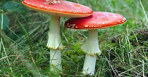 Psychedelic mushrooms: What are they, what are they like, and what are the benefits?