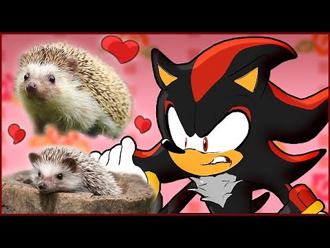 If Shadow The Hedgehog was in a Cute Hedgehogs Compilation Video