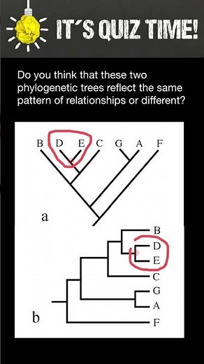 How clade help to define pattern of relationship in a phylogenetic trees