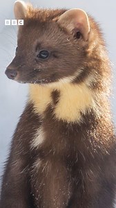 19K views · 353 reactions | A project to protect pine martens has been ongoing for a decade. Now, more than 100 animals have been successfully moved into suitable environments. They were once on the brink of extinction but now their population has had a big boost ➡️ bbc.in/4h5dqFY | BBC Gloucestershire | Facebook