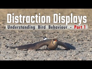 Distraction displays of Oriental Pratincole - Bird Behaviors (Broken wing display)