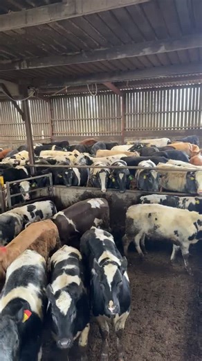 Day 2 of TB Testing on the Farm