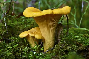 Chanterelle Mushrooms in Ohio Guide (2023) - The Gardening Dad