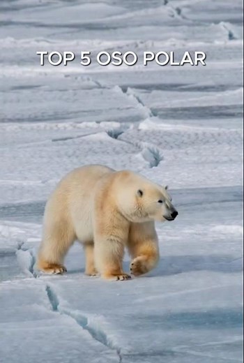 5 cosas que no sabías del oso polar 🐻‍❄️❄️