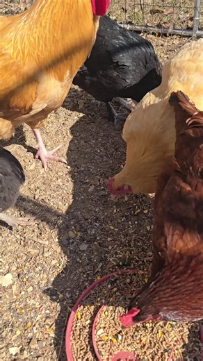 Listen to these chickens talk to each other ✨️ 🐓 #farmlife #homestead #hens #creatorsearchinsights