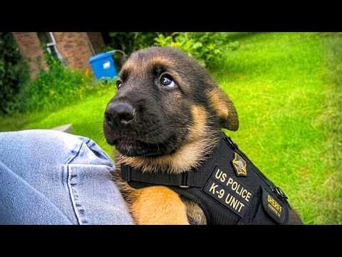 Super Funny Dog Video Clips 😹🐶 The Funniest Dog Moments Compilation 😁