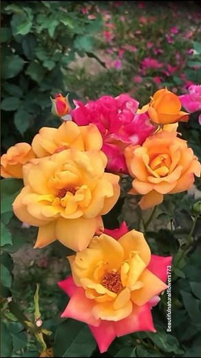 4K Rose 🌹| Nature's Most Beautiful Blooming Roses