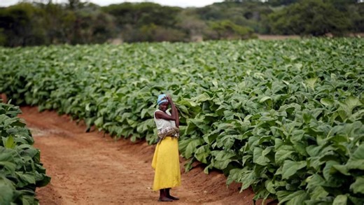 Africa must utilise agriculture to alleviate hunger: AU commissioner - SABC News - Breaking news, special reports, world, business, sport coverage of all South African current events. Africa's news leader.
